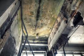 Best Basement Mold Removal in Port Jefferson, NY